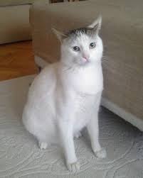 2 Yasindaki Kisir Erkek Kedi Mr White Kuzey Veteriner Klinigi Facebook