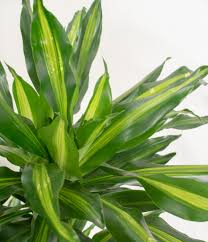 Image result for Dracaena steudneri