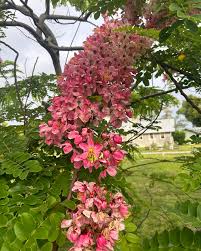 Image result for Cassia javanica
