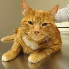 As pet parents ourselves, we know that choosing the right veterinarian in brevard county, fl is a decision based as much in your pet's needs as yours. Island City Animal Hospital 1275 Kensington Pkwy Brockville Reviews And Appointments Topvet