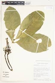 Image result for Tabernaemontana crassa