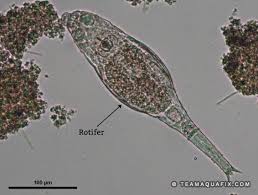 Image result for Eragrostis rotifer
