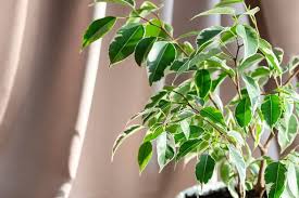 Image result for Ficus