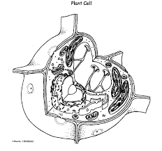 Check spelling or type a new query. Plant Cell Drawing Diagram Quizlet