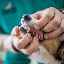 Die Zahne Des Hundes Wie Man Zahnschmerzen Erkennt Und Behandelt Stern De