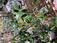 オリーブの葉が黄色くなってポロポロ落ちます 地植えしている高 Yahoo 知恵袋