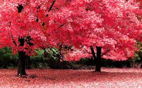 Trees in any weather digital wallpaper, seasons, spring, summer. Beautiful Nature Beautiful Tree Pink Trees Leaf Nature
