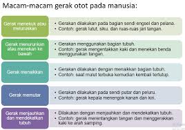Untuk membengkokkan tangan, otot biseps mengecut dan pasangan antagonisnya, otot 4. Tema 1 Sub Tema 2 Pembelajaran 6