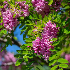 Image result for Robinia
