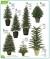 Fast Growing Small Evergreen Trees