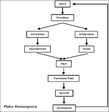 Protalium adalah suatu masa atau proses metagenesis pada tumbuhan paku. Reproduksi Pteridophyta Tumbuhan Paku Coretan Bintang Naisya Www Sridianti Com