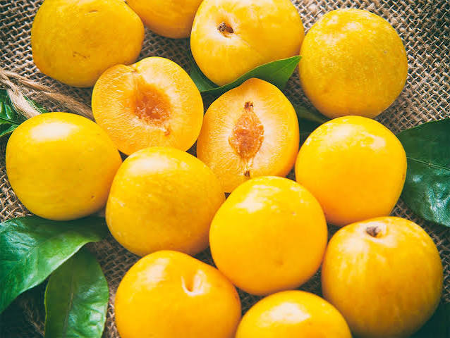 نهال آلو زرد گوگان
