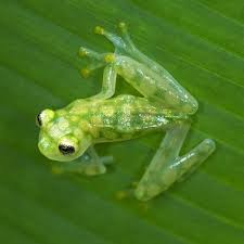 Image result for glass frog