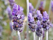 Maybe you would like to learn more about one of these? Cottage Garden Wikipedia