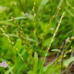 Image result for Alloteropsis paniculata