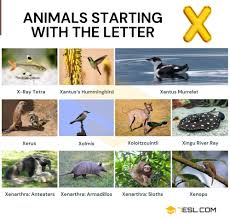 Only, of course, a wee bit furrier and lot more cuter. Animals That Start With X Amazing List Of 11 Animals Starting With X 7esl