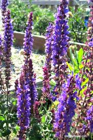 Serendipity's perennial flower garden seed mix all sales final. 13 Easy To Grow Perennial Flower From Seed Crafty For Home