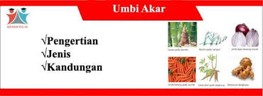 Pada singkong umbi akarnya tidak dapat untuk berkembang biak, karena tidak ada pangkal batangnya. Umbi Akar Pengertian Ciri Manfaat Jenis Dan Kandunganya