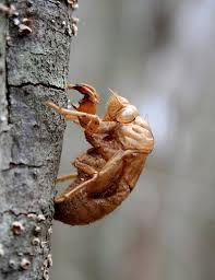 Not only are they loud, they leave their cicada shells lying about! Cicada Chrysalis Xt0000100 By Cristian M On Deviantart Cicada Cicada Shell Weird Animals
