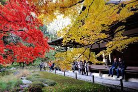 fujifilm xt1 京都の紅葉 如畫般的紅葉美景 photography beautiful sidewalk