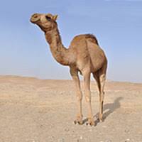 How do i configure the default maximum cache size for how to define a static camel converter method in scala? How Much Water Can A Camel Store In Its Hump Science Questions With Surprising Answers