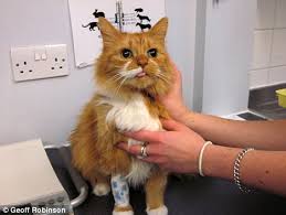 But even in older cats, cancer is more sporadic than it is in dogs. Cat Thought To Have Giant Tumour Had Furball In Her Stomach The Size Of Two Cricket Balls Daily Mail Online