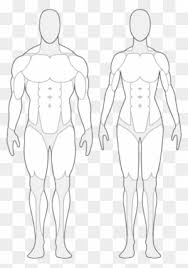 Check spelling or type a new query. Human Outline Clip Art Transparent Png Clipart Images Free Download Clipartmax