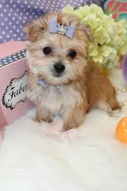 Get healthy pups from responsible and professional breeders at puppyspot. Teacup Morkie Puppy For Sale In Florida Puppies And Kitties Morkie Puppies Morkie Puppies For Sale