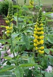 Image result for Tinnea vesiculosa