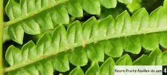 Image result for Cyclosorus striatus