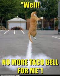 Well No More Taco Bell For Me Funny Cat Photos Funny Animal Pictures Funny Cats