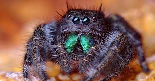 Astuces De Grands Meres Pour Lutter Contre Les Araignees Dans Votre Maison Araignee Sauteuse Araignee Animaux