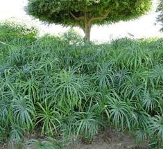 Image result for Cyperus zollingeri