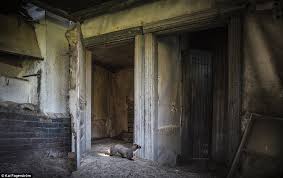 Check spelling or type a new query. Remarkable Pictures Of The Abandoned House In The Woods Adopted By Wild Animals As Their Own Daily Mail Online