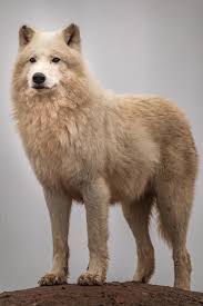 This wolf should be at the most 5 generations back to be considered a wolf hybrid. Portrait Of Arctic Wolf 2455834 Stock Photo At Vecteezy