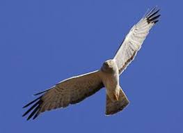 Northern Harrier Michigan Birds Of Prey Search Results Bird Life List Harrier Ornithology