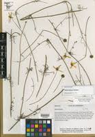 Image result for Bidens burundiensis
