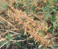Image result for Amaranthus graecizans