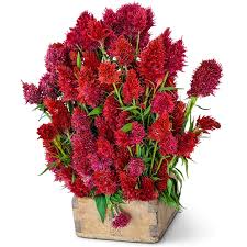 Image result for Celosia isertii