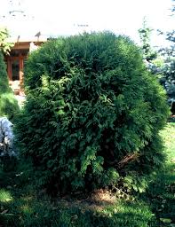 Maybe you would like to learn more about one of these? Thuja Occidentalis Woodwardii