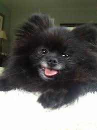 Pomeranian Chihuahua Mix Black And Brown Pin By John Dance On Poms Black Pomeranian Pom Dog Pomeranian Chihuahua Mix