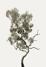 Amir Zaki Arbre Portrait N 29 De Temps Still Moves Photographie Amiral Nature Morte