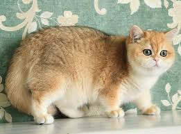 Instagram Da Cattery Your Majesty My Love Sakura 4 5 Months Not For Sale Cattery Animals 5 Months