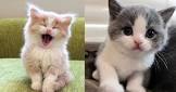 funny amimals tvs