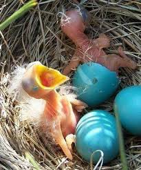 Mommmmmmmmmma Mommmmmmma Momma I M Hungerrrrryyyy Pretty Birds Beautiful Birds Birds