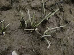 Image result for Limosella