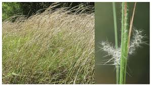 Image result for Andropogon