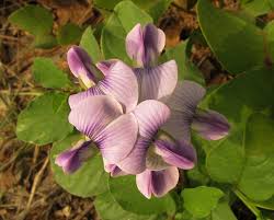 Image result for Crotalaria verrucosa