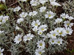 Image result for Cerastium tomentosum