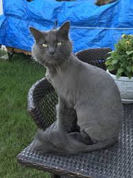 Select ld's with amendments adopted by the house?yes no don't care, select ld's with amendments adopted by the senate?yes no don't care select only ld's with amendments? Rehoming Your Cat In Westbrook Me Rehome By Adopt A Pet Com